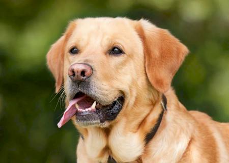 Tratamento com células-tronco se mostram eficazes contra doenças em pets